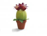 Ore 10.00 Fruit break  Cactus di kiwi